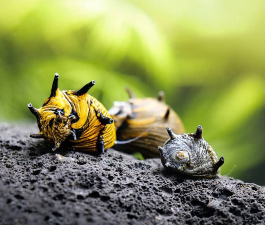Geweihschnecke Sun