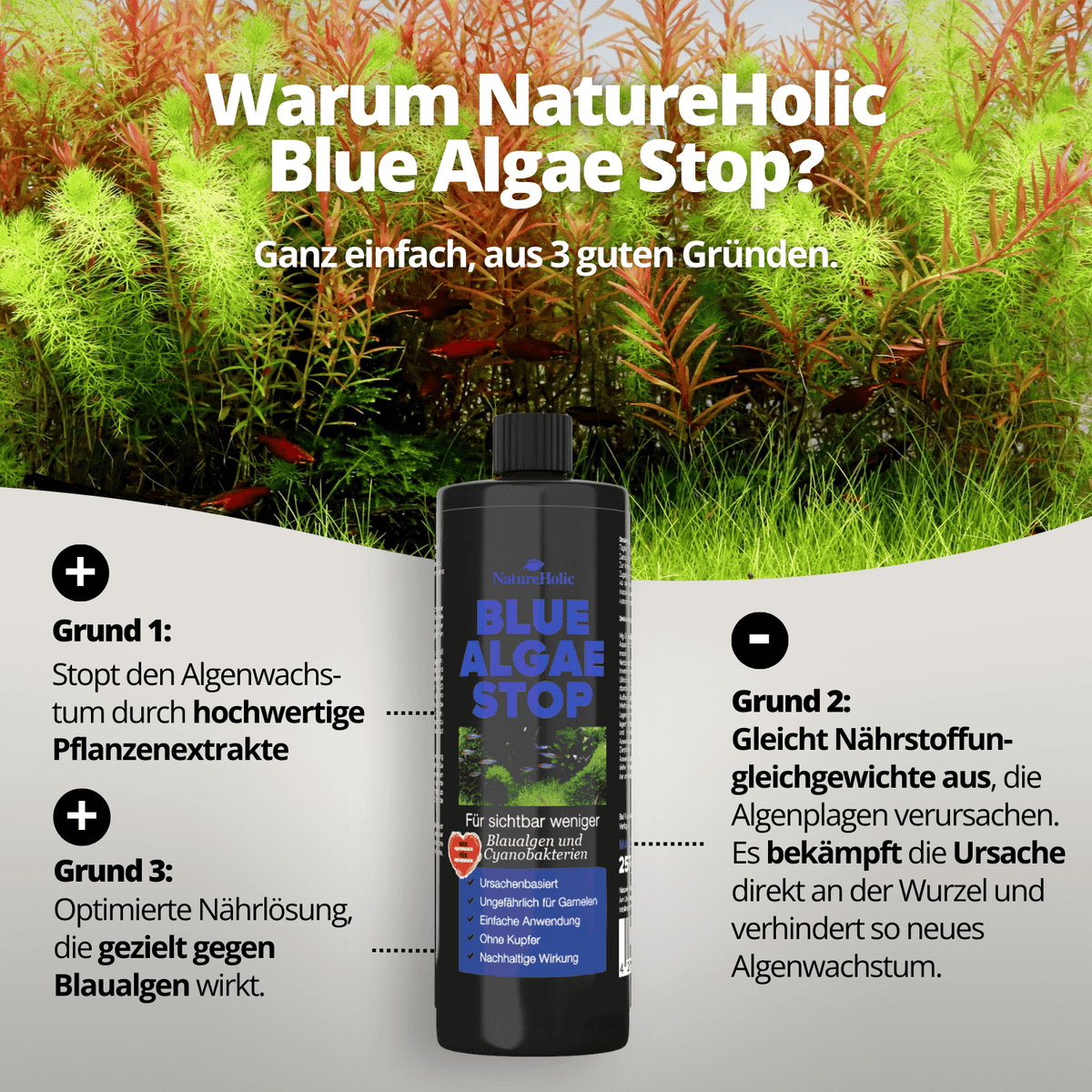 Blue Algae Stop